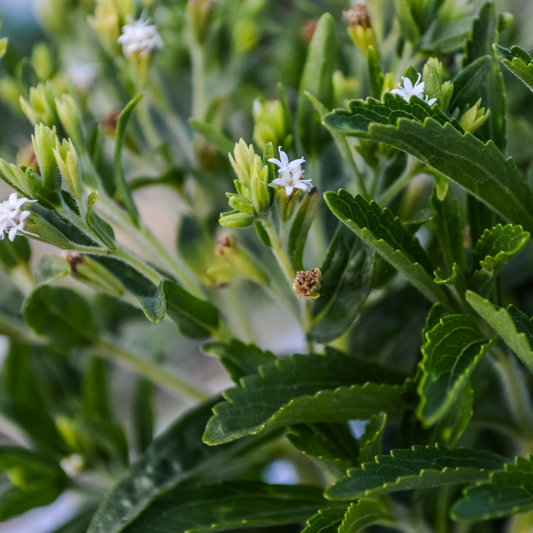 ¡Todo sobre la stevia!